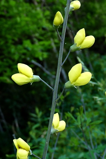 {Baptisia tinctoria}